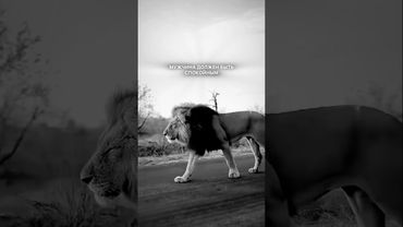 #Мотивация #Цитаты #Философия #Львы #Мудрость #МудрыеМысли #Motivation #Lions