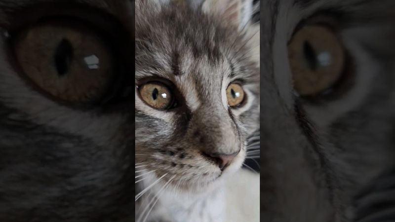 Наша киса Рыся)