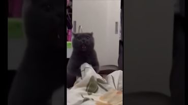Кот в дикой ярости 😈