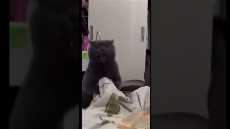 Кот в дикой ярости 😈