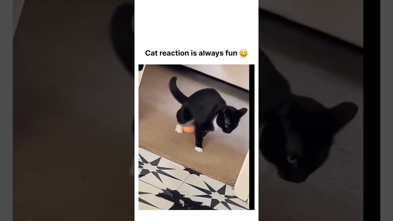 #trending #roblox #shorts #cats