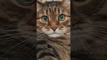 Ошибаться 🙀🫢🤔🤣 #cat #кот #юмор #котушка #приколы #цитаты