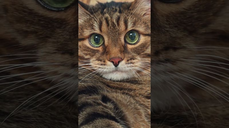 Ошибаться 🙀🫢🤔🤣 #cat #кот #юмор #котушка #приколы #цитаты