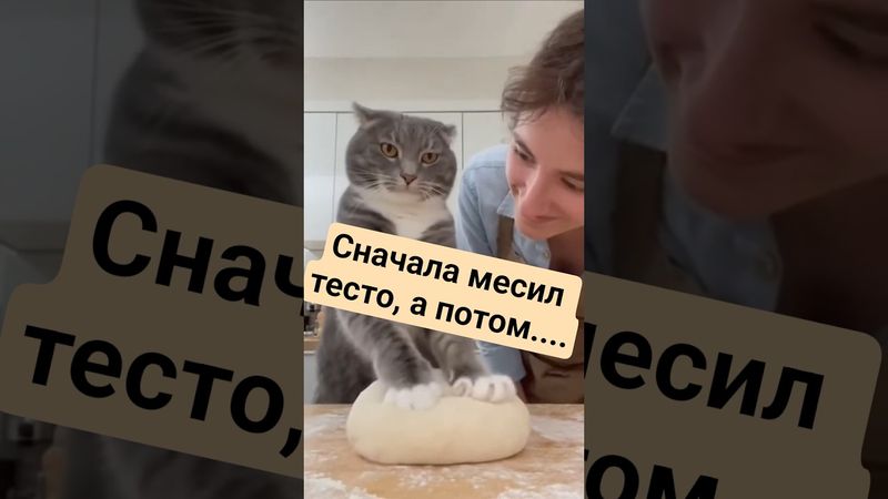 ЧТО Б НЕ ВТЫКАЛА! #безкотажизньнета #cat #видосыоткота #юмор #веселыекоты #прикол #кот #funny