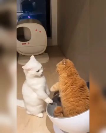 У меня же лапки #хищник #приколы #сменнойкот #атакакотика