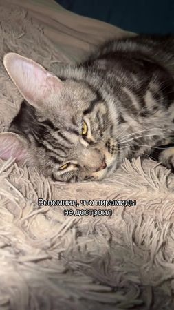 #реки #fyp #cat #звук #египет 