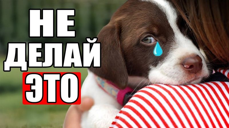 22 Вещи, Которые Собаки НЕНАВИДЯТ В Людях (шокирует)