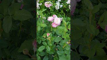 Розочка Девида Остина Констанс #rose #flowers #garden #цветы #розовыерозы #nature