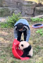 Qi Sanmei, who likes playing with grandpa best #fyp #usa #usaus #pand...