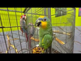 И снова новости из КАКАДУРКИ, бесстрашный Гоша готов вступить в бой за любимую с Гиви)))