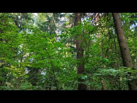 ASMR звуки утреннего леса / Красивый летний лес