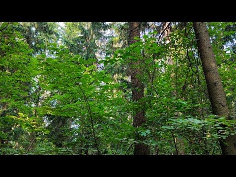ASMR звуки утреннего леса / Красивый летний лес