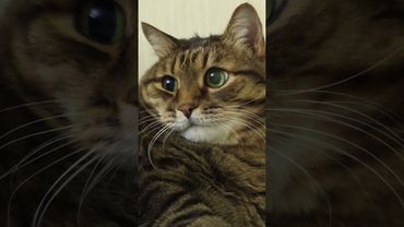 Стадия диеты 🙀🤔😉🤣 #cat #кот #юмор #котушка #приколы #цитаты