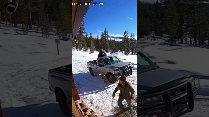 Bear rides off in a truck #bear #caughtoncamera #cctv #funnyanimals #wildlife #shorts