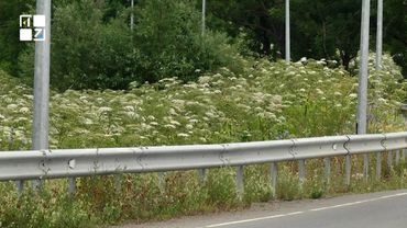 Борщівник стрімко поширюється Львівщиною: що треба знати про отруйну рослину?