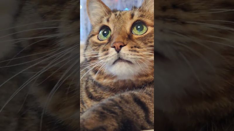 Секрет 🙀🤔😉🤣 #cat #кот #юмор #котушка #приколы #позитив #популярное #цитаты