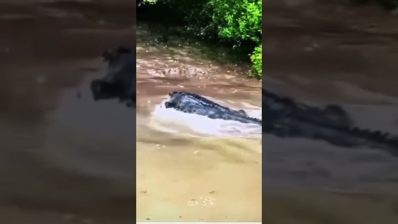 💀☠️ #humour #funny #tendencias #animales