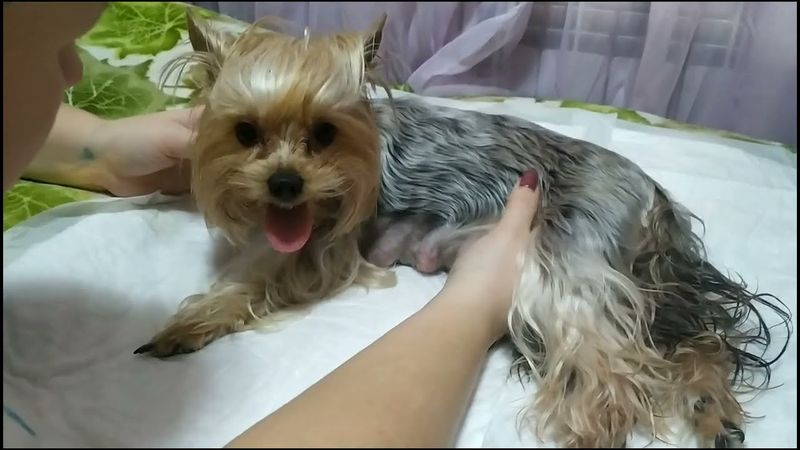 КАК ПРАВИЛЬНО ПРИНЯТЬ РОДЫ У СОБАКИ САМОСТОЯТЕЛЬНО! МИНИ ЙОРКШИРСКИЙ ТЕРЬЕР