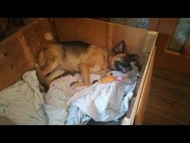 Роды собаки.Немецкая овчарка признаки ,предвестники,поведение собаки  62-63 день .1 день