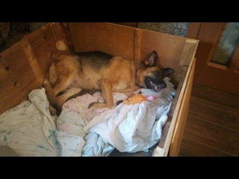 Роды собаки.Немецкая овчарка признаки ,предвестники,поведение собаки  62-63 день .1 день
