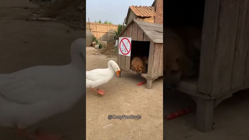 The Goose: I Want You to Fly Too