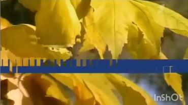 Осенняя заставка анонсов (Первый канал, сентябрь 2012)