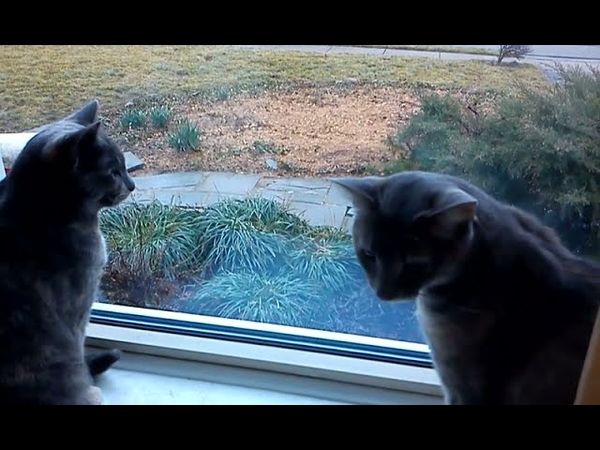 Two cats having a conversation