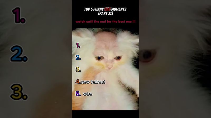 top 5 funny cat moments!!!😂😂😂
