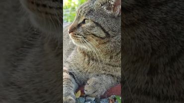 Как быстро 🙀🤔🤗🤣 #cat #кот #юмор #котушка #приколы #цитаты