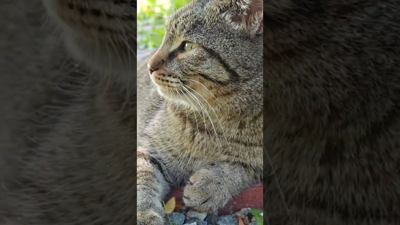 Как быстро 🙀🤔🤗🤣 #cat #кот #юмор #котушка #приколы #цитаты