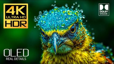 The Best one: Amazing Dolby Vision HDR 4K 60 FPS (4K Video)