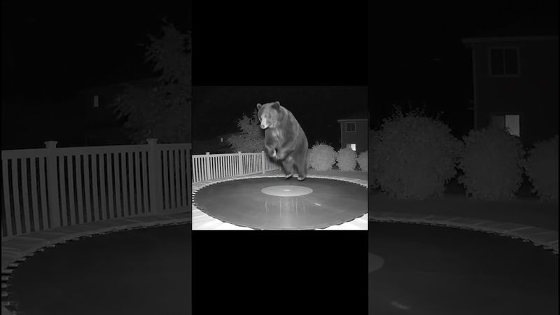 Медведь прыгает на батуте ночью #veo3 #ai #медведь #медведьнабабуте #ии