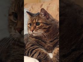 Женился на Филеппинке💃🤔😻🤣 #cat #кот #юмор #котушка #приколы #цитаты