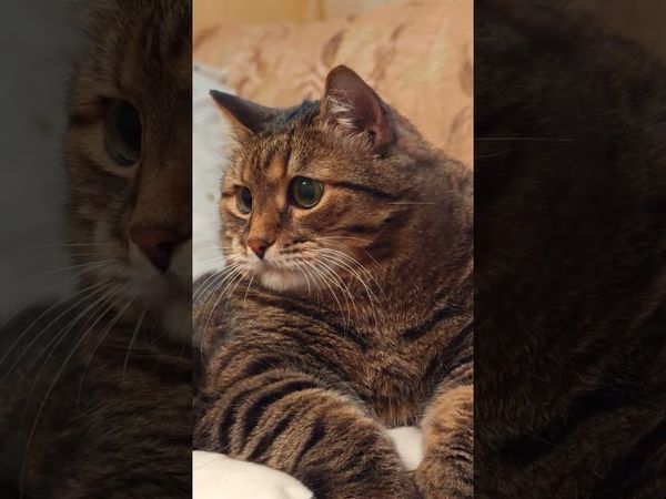 Женился на Филеппинке💃🤔😻🤣 #cat #кот #юмор #котушка #приколы #цитаты