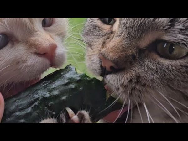 Очень вкусный огурчик 🌞🥒😻😻😻😻❤️