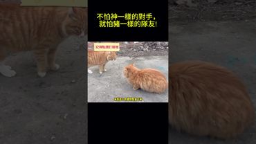 搞笑動物系列第408集 不怕神一樣的對手，就怕豬一樣的隊友! #搞笑 #喵哥是萌新 #大熱門 #搞笑 #喵哥是萌新 #大熱門 #panda #animals #funny#cat #https #萌宠