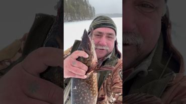 Как вам? #youtubeshorts #рыбалка #карелияжизнь #карелия #fishing #рыба #щука #щукавесной