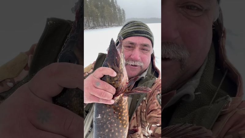 Как вам? #youtubeshorts #рыбалка #карелияжизнь #карелия #fishing #рыба #щука #щукавесной