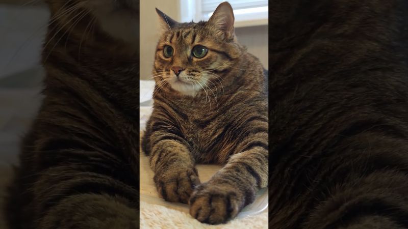 Прожиточный минимум 😁🙀😉🤣 #cat #кот #юмор #котушка #прикол #цитаты