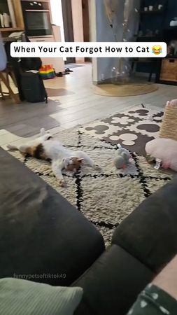 When Your Cat Forgot How to Cat😼#cat #funny #catlover #catsoftiktok #...