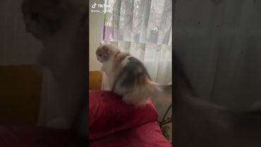 Как там прыгать? Какая кнопка?