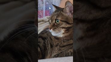 Наследники или дети 🙀🤔😉🤣 #cat #кот #юмор #котушка #приколы #цитаты