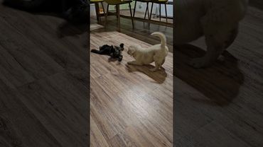 Первое знакомство наших друзей! У нас в семье пополнение! Мейн-кун Рыся и ретривер Юша. Они поладят!