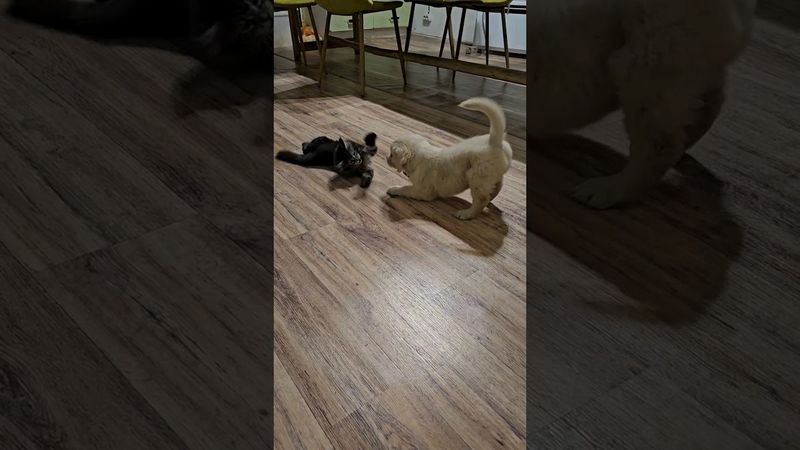 Первое знакомство наших друзей! У нас в семье пополнение! Мейн-кун Рыся и ретривер Юша. Они поладят!