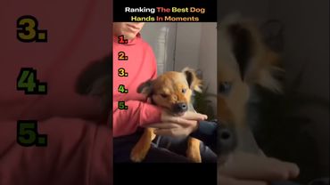 Ranking The Best Dog “Hands-In” Moments 🐶✋#dogranking #funnydogs #dogshorts
