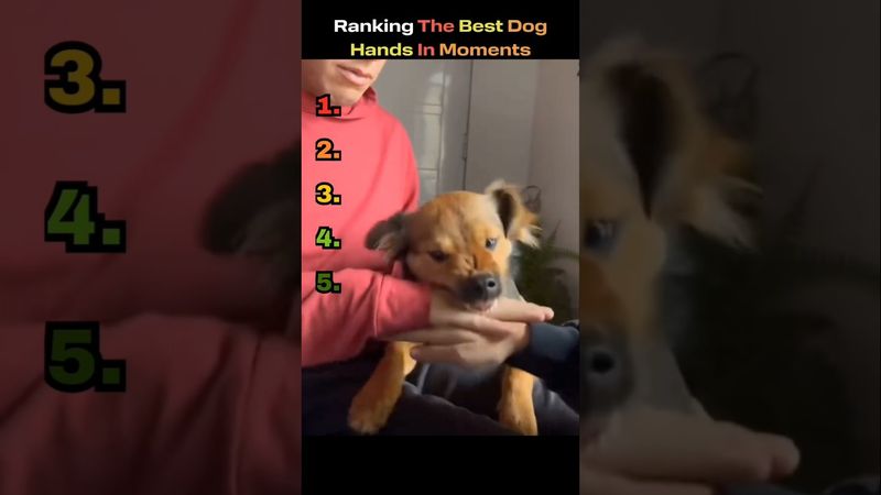 Ranking The Best Dog “Hands-In” Moments 🐶✋#dogranking #funnydogs #dogshorts