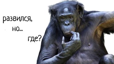Сколько в наших мозгах обезьяньих черт?