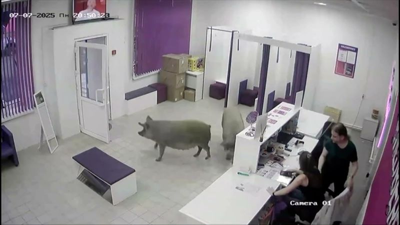 Свиньи зашли в Вайлдберриз