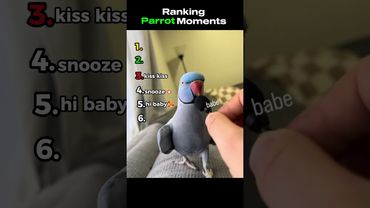 Ranking Best Parrot Moments😆|#shorts