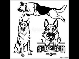 Рожаем дома. Роды Немецкой Овчарки